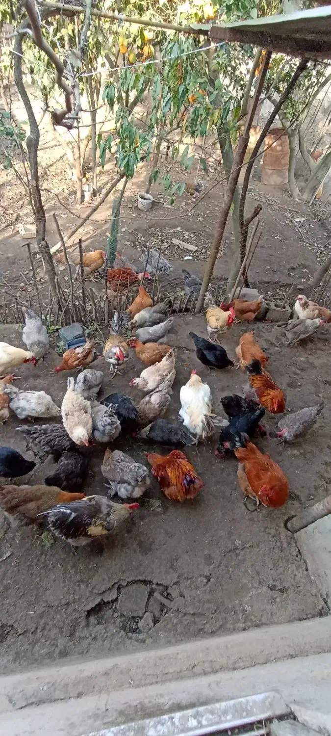 تخم مرغ نطفه دار|حیوانات مزرعه|بابل, |دیوار