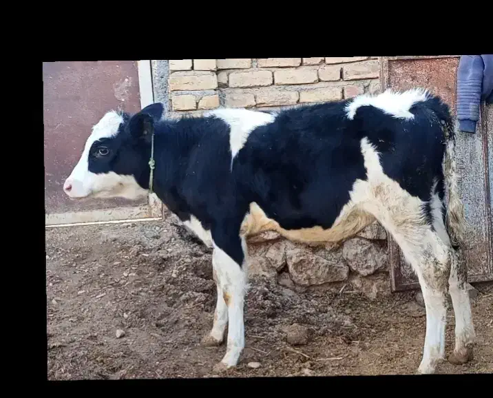 گوساله سیمینتال ماده|حیوانات مزرعه|قیدار, |دیوار