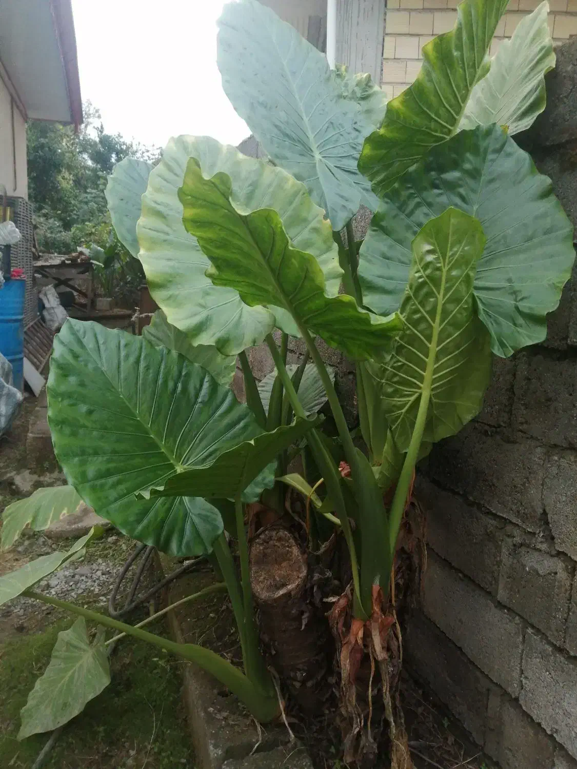 گل بابا ادم|گل و گیاه طبیعی|اسالم, |دیوار