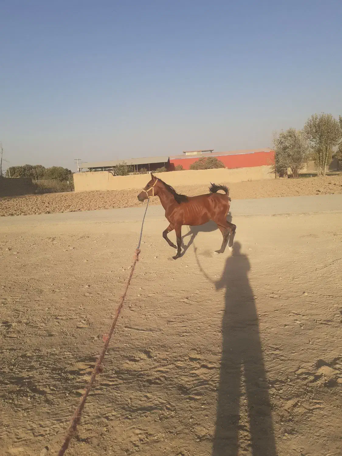 کره الماس انسیاتور|اسب و تجهیزات اسب‌سواری|خمینی‌شهر, |دیوار