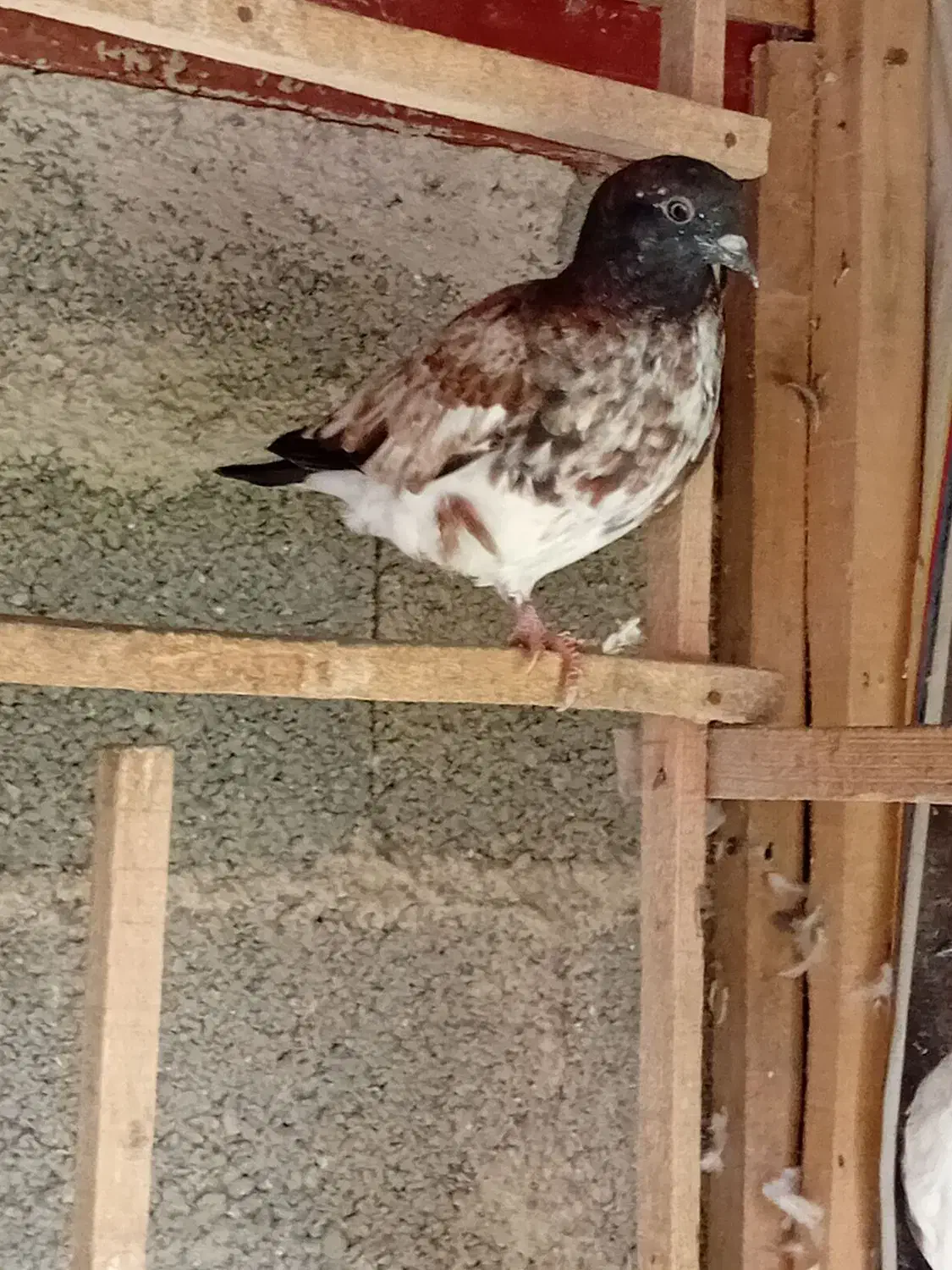 کبوتر|پرنده|رشت, احمد گوراب|دیوار