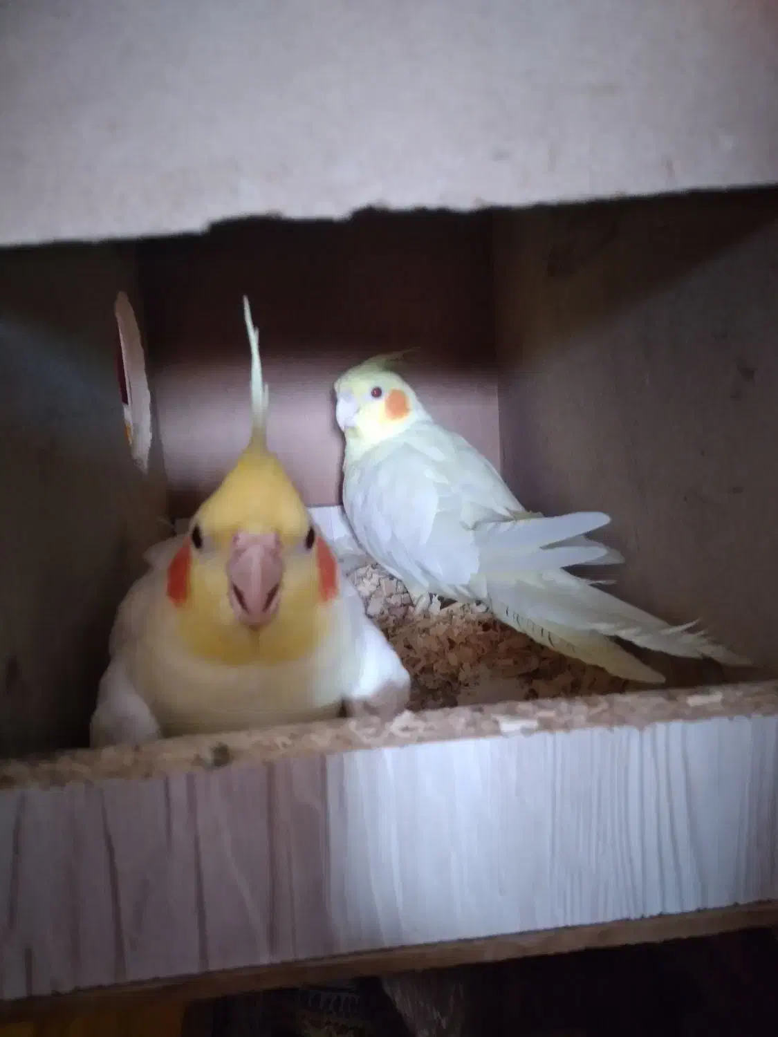 عروس هلندی لوتینو جفت|پرنده|گنبد کاووس, |دیوار