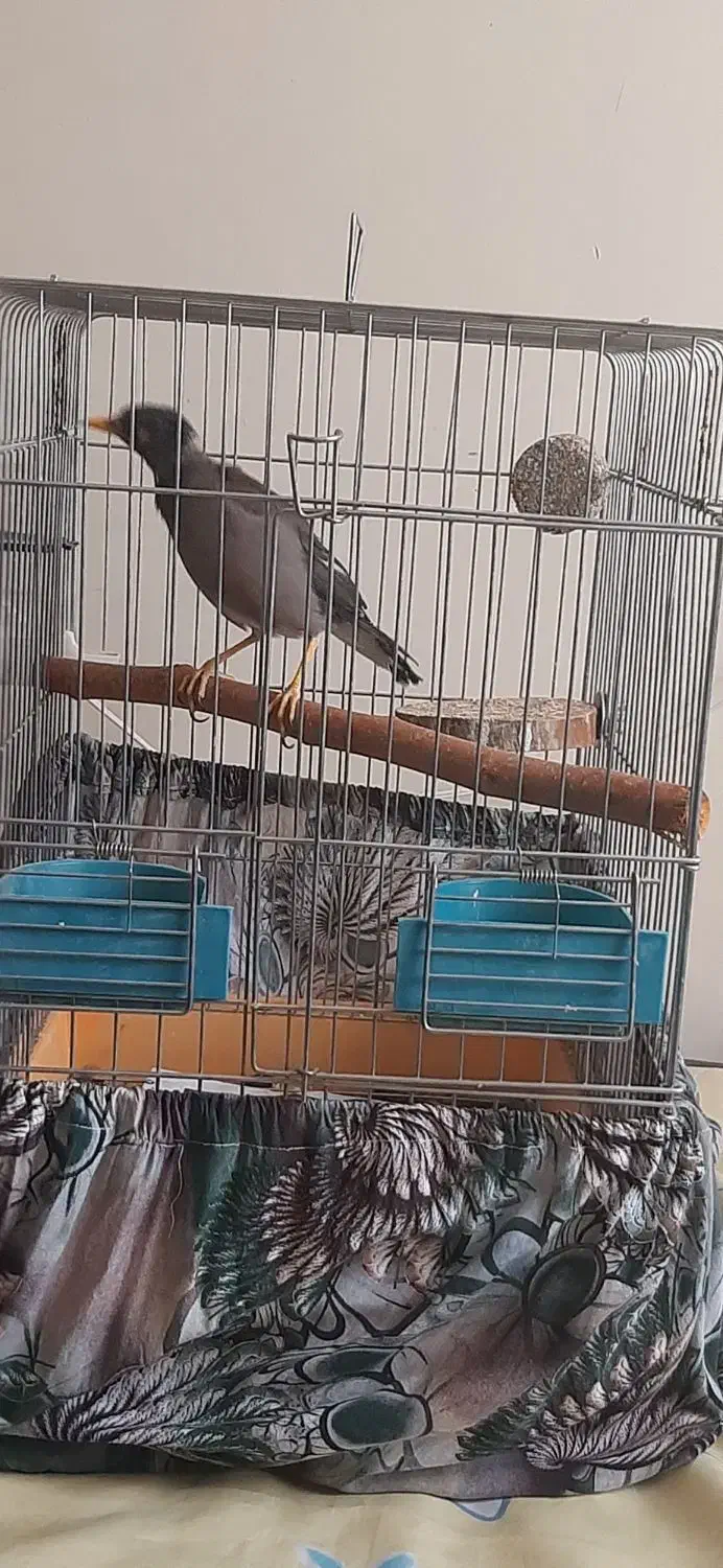 مرغ مینا سه ماه شاه تخم|پرنده|تهران, مشیریه|دیوار