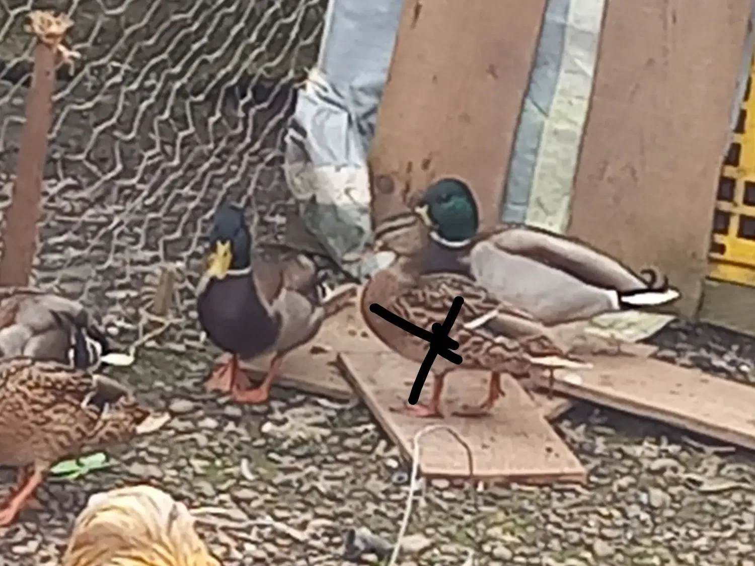 اردک مرغابی و غاز|حیوانات مزرعه|خمام, |دیوار