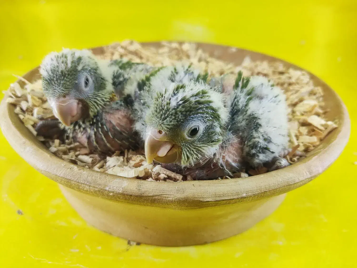 جوجه راهب سبز سرلاکی|پرنده|قم, شهرک قدس|دیوار