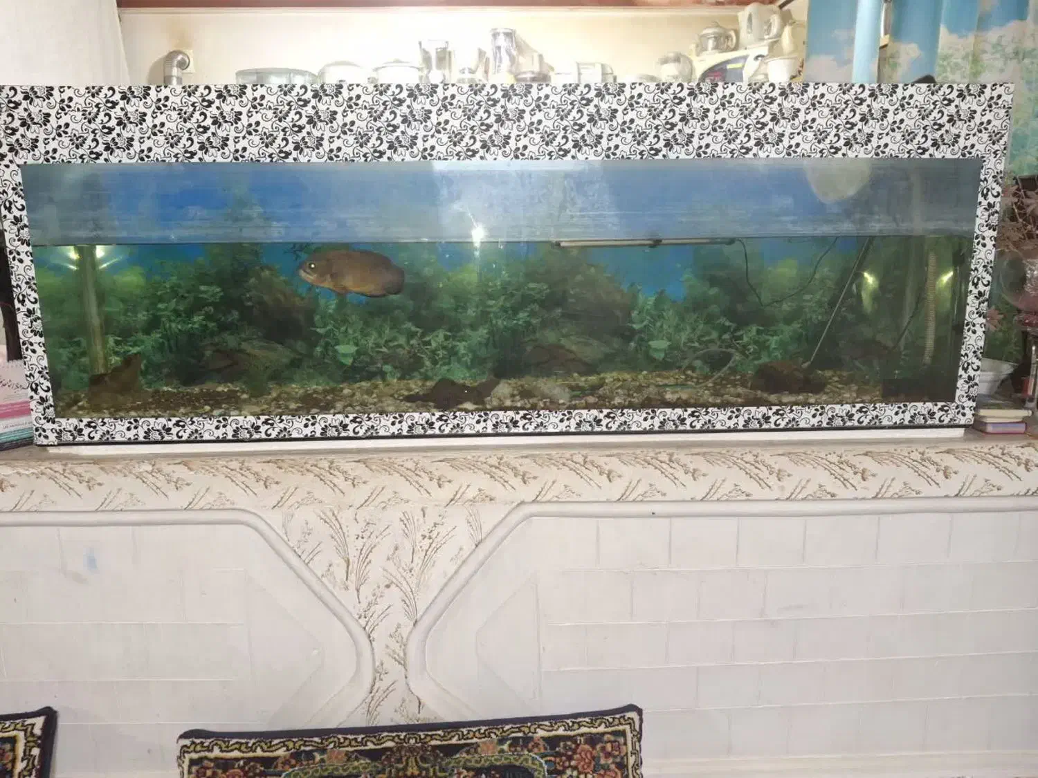 آکواریوم با ماهی و وسایل|ماهی|تربتحیدریه, پائین ولایت|دیوار