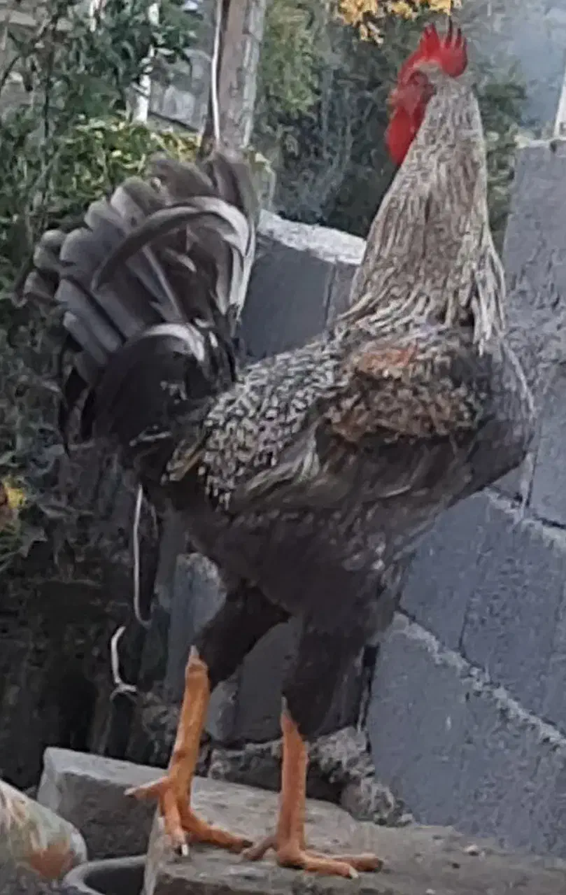 مرغ خروس|حیوانات مزرعه|رامسر, |دیوار