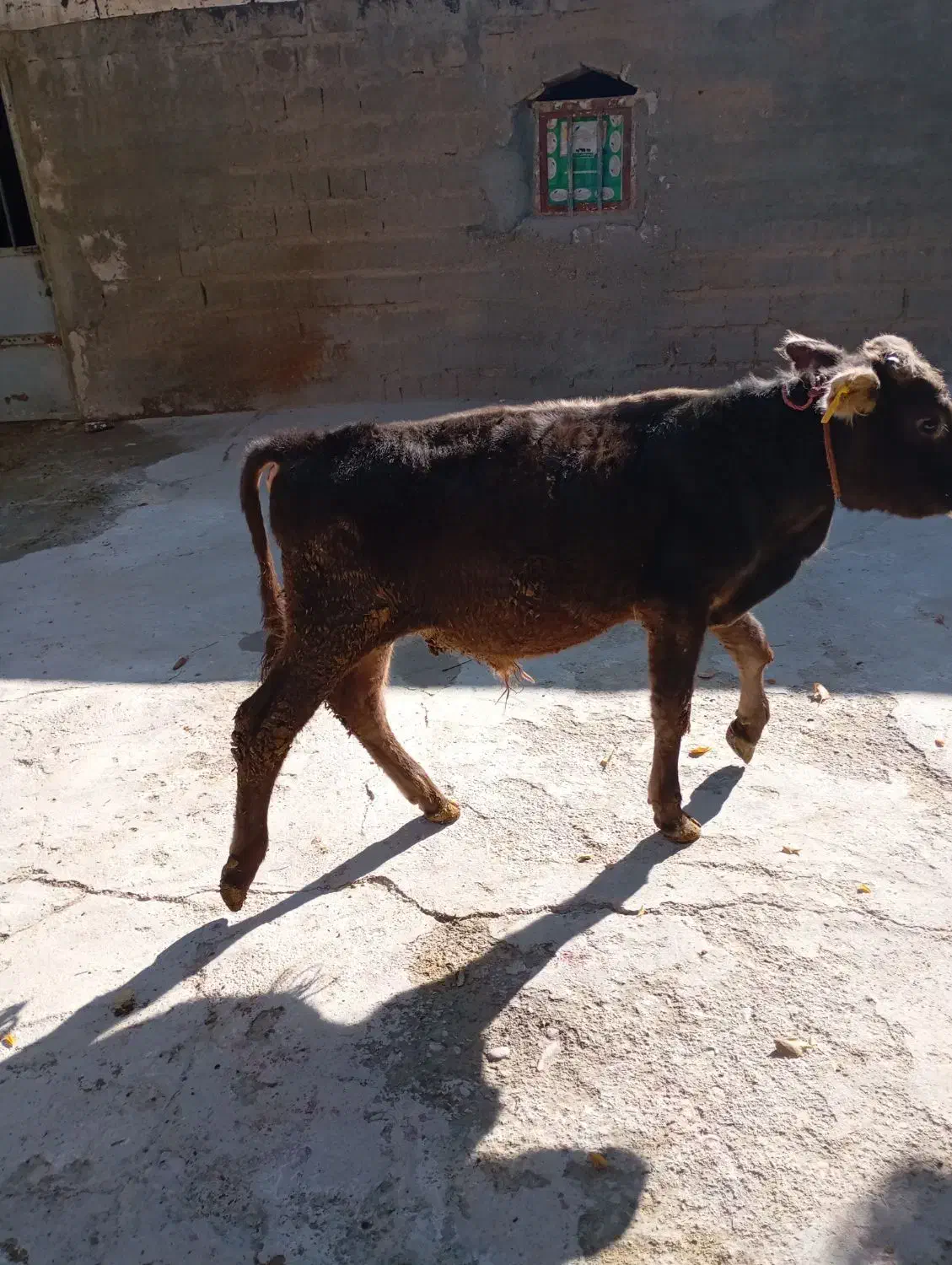 گوساله سالم وسر زنده|حیوانات مزرعه|بوکان, |دیوار