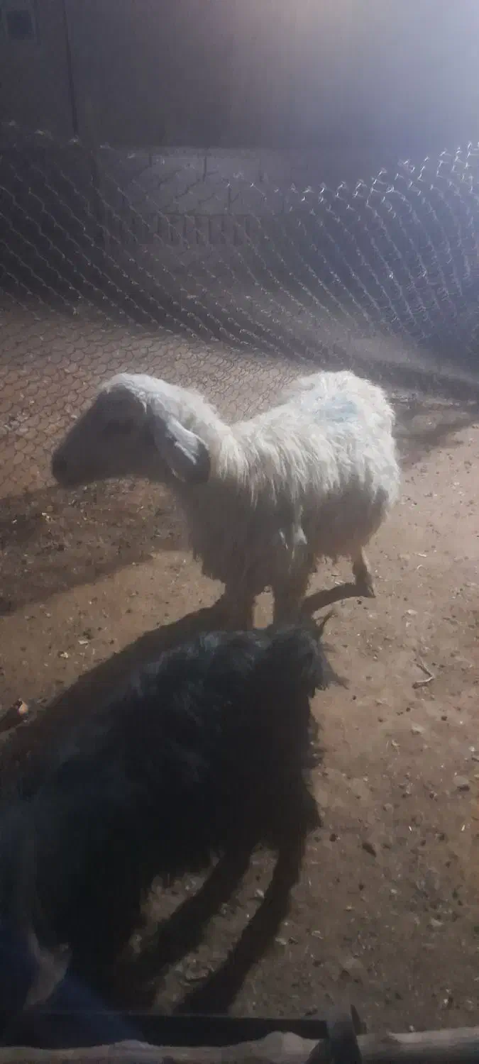 میش خوب|حیوانات مزرعه|سیدان, |دیوار