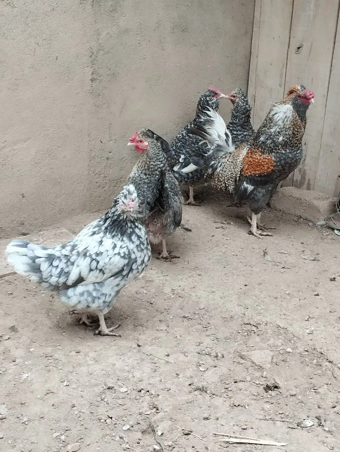 مرغ خروس گلین|حیوانات مزرعه|تاکستان, |دیوار