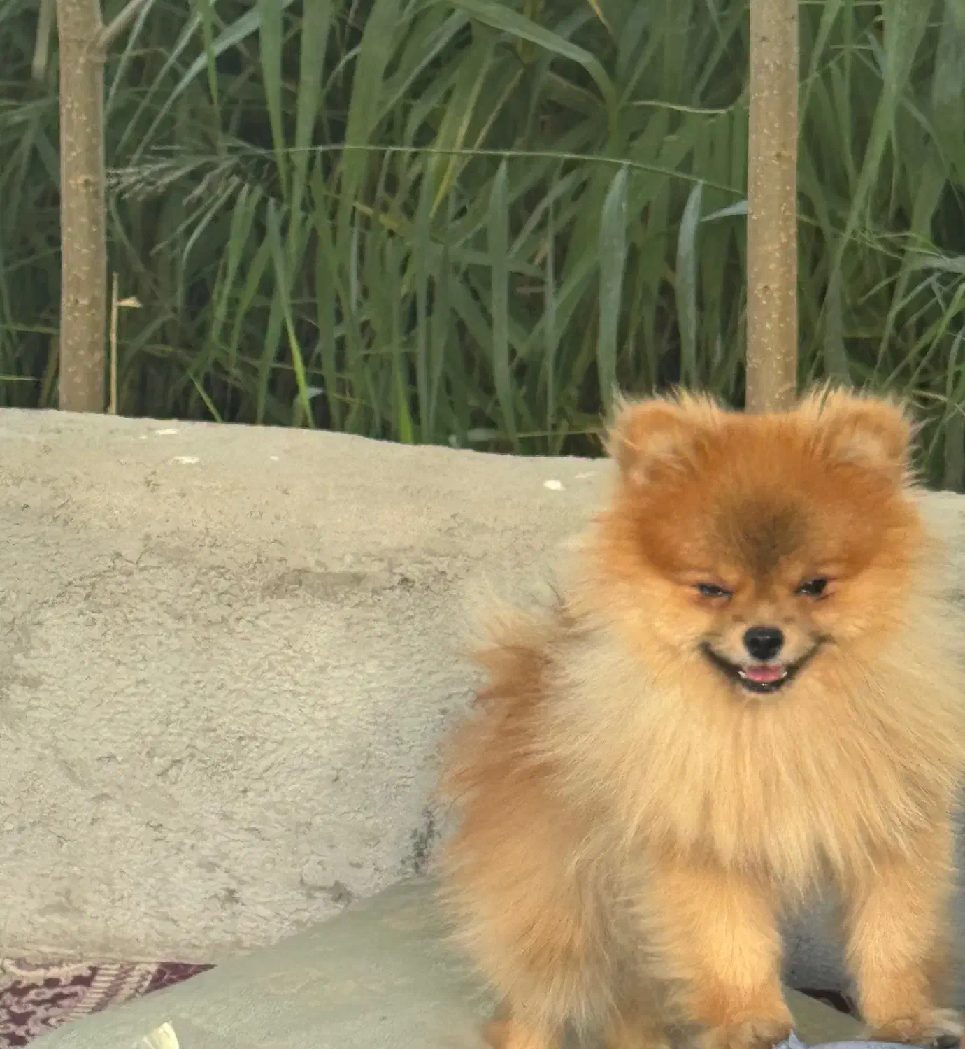 فروش پامر خرسی جذاب|سگ|اردبیل, |دیوار