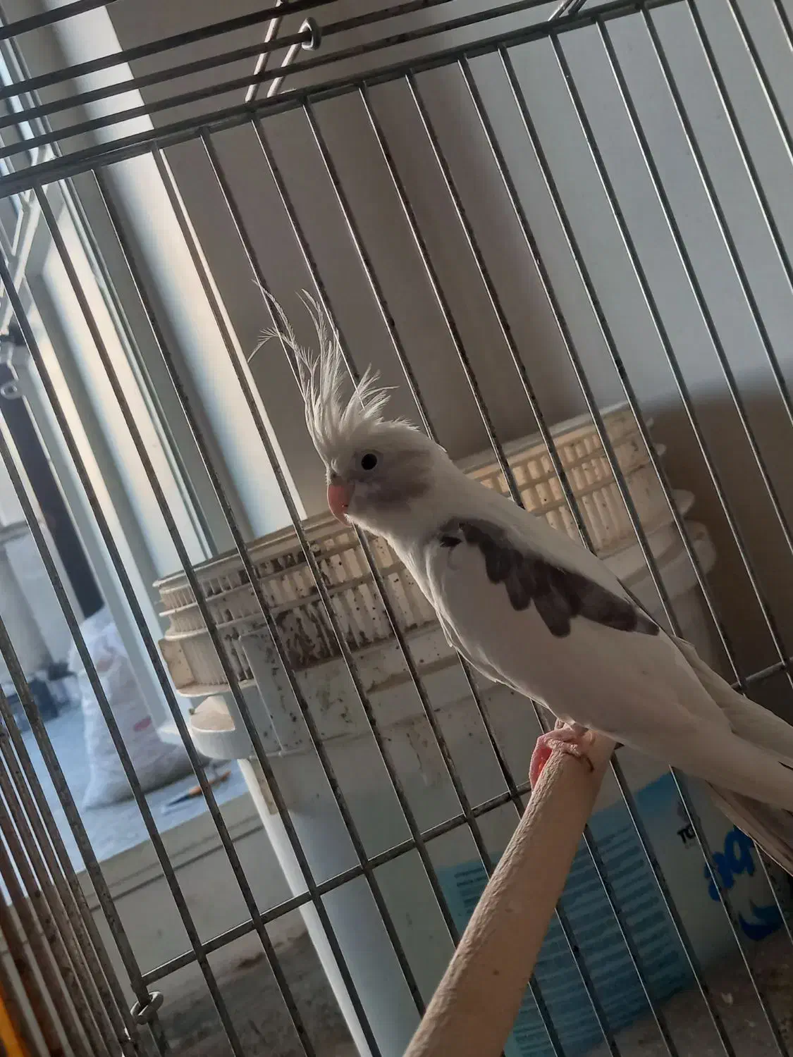 یک عدد عروس هلندی نر دوکت|پرنده|اندیشه, اندیشه فاز ۴|دیوار