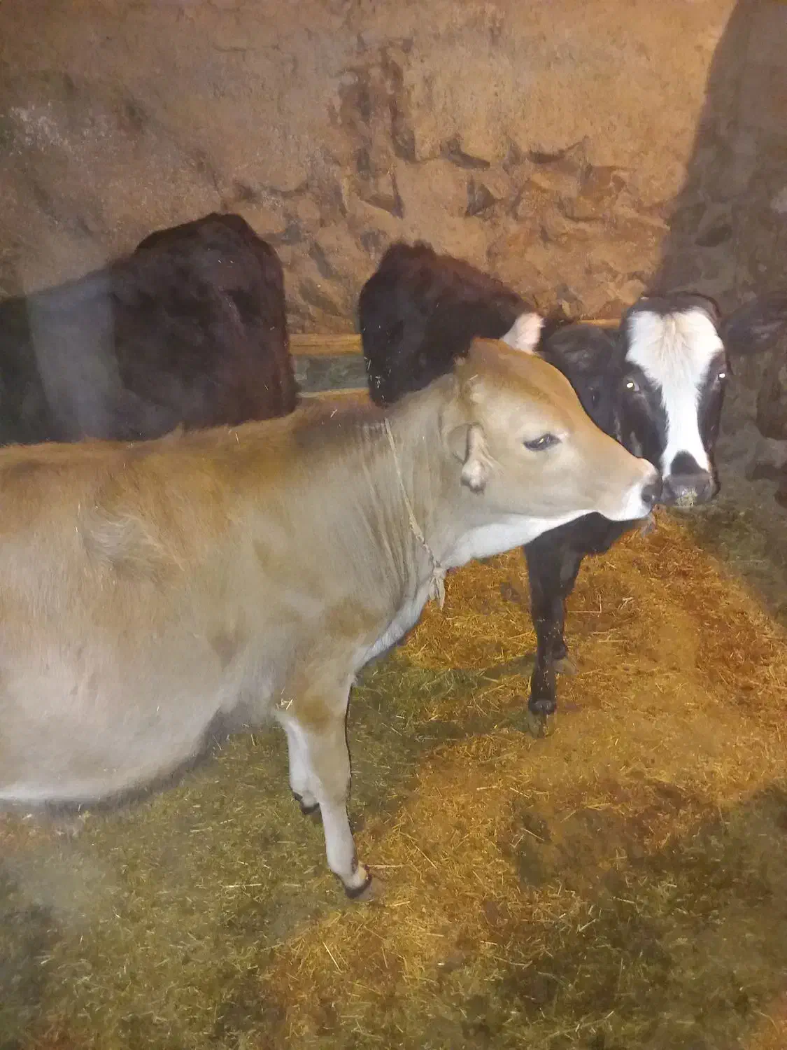 سه گوساله محلی یکی نر ودو ماده|حیوانات مزرعه|حسین آباد, |دیوار