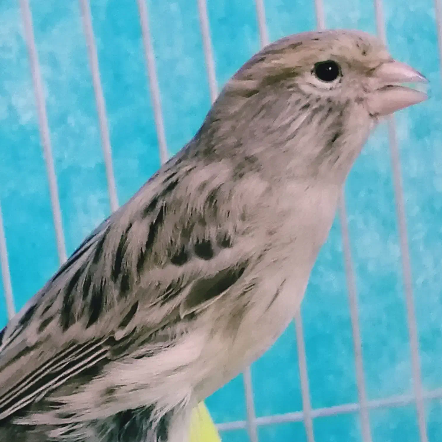 ۲قناری نر پارسالی اوپال نقره ای خانگی|پرنده|مشهد, کوی سیدی|دیوار