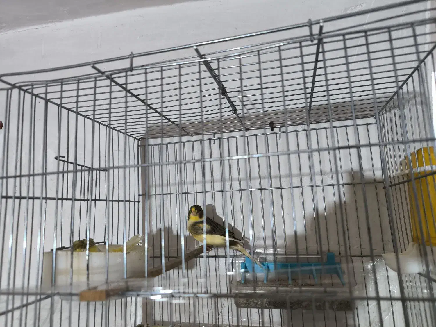 جفت قناری نر و ماده|پرنده|پیرانشهر, |دیوار