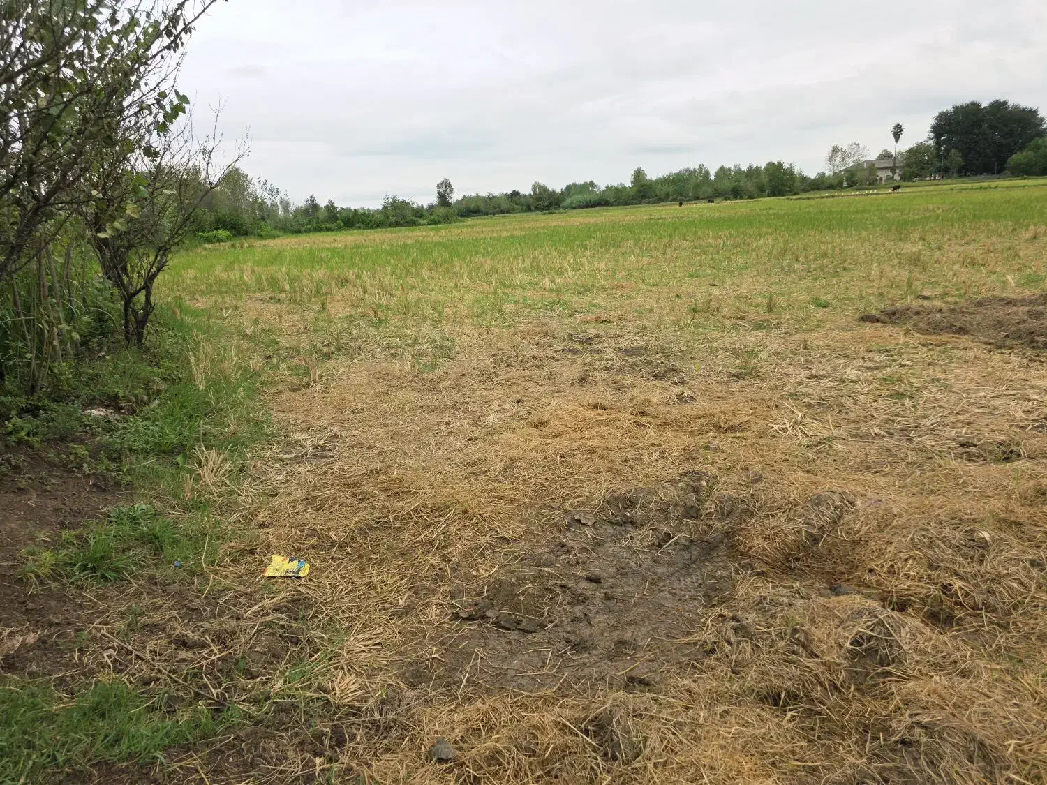 کدپرش/زمین مسکونی+کشاورزی بیجاربرنج۲۱هزارمترسنگر|فروش زمین و ملک کلنگی|کوچصفهان, |دیوار