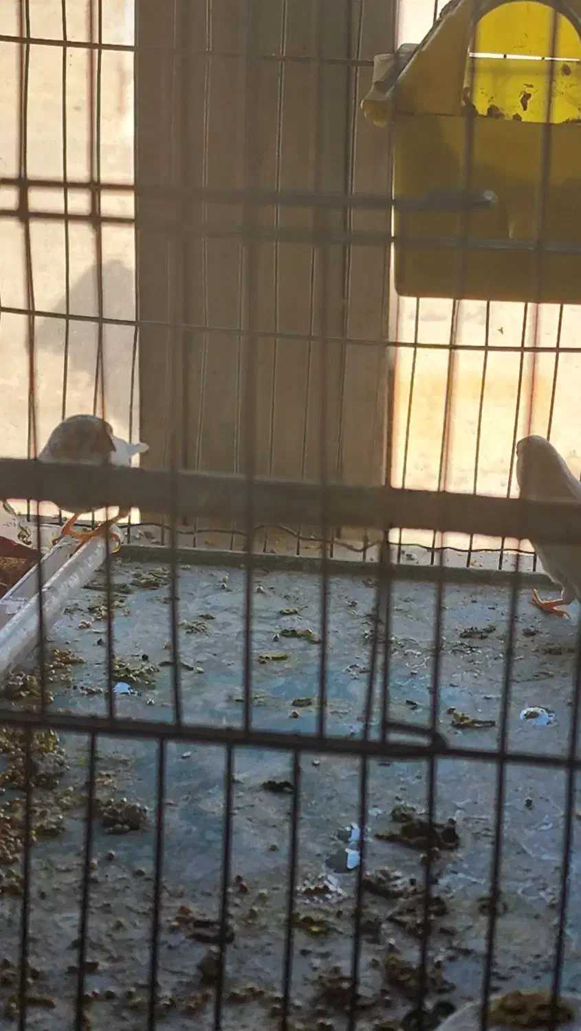 یک جفت فنج مولد با جوجه|پرنده|رباطکریم, وهن آباد|دیوار