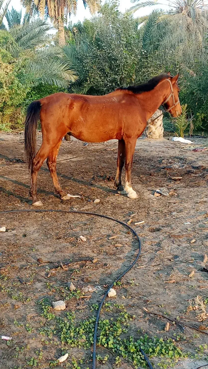 اسب آرم|اسب و تجهیزات اسب‌سواری|شمیل, |دیوار