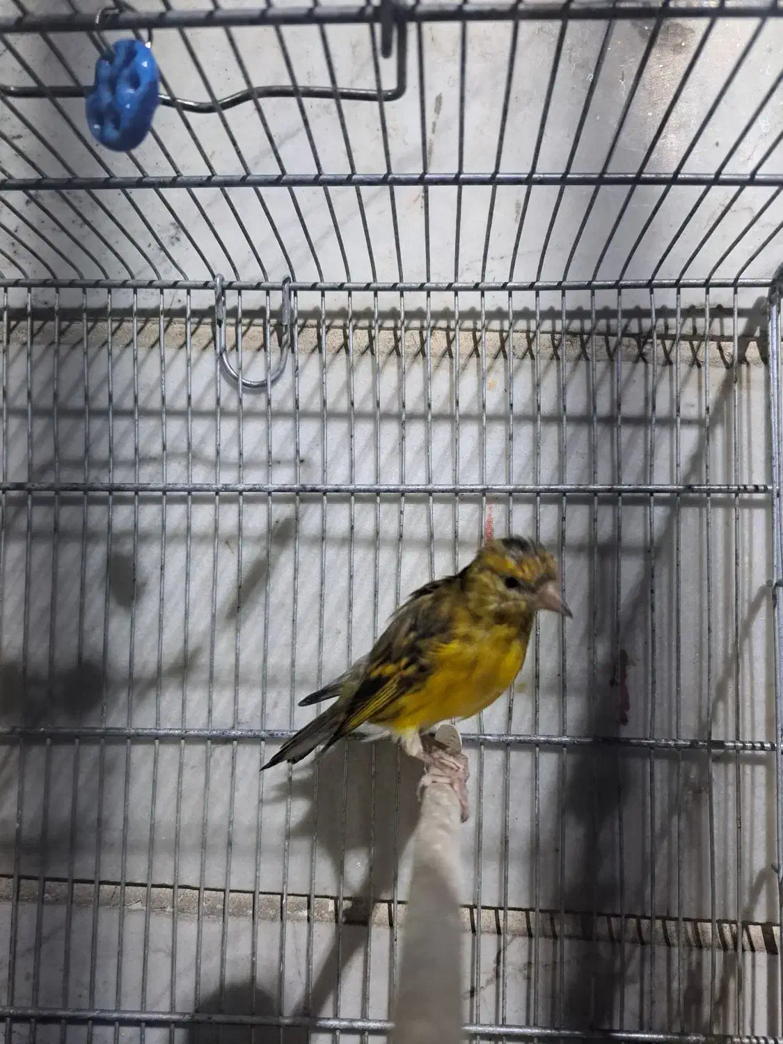 سهره قناری|پرنده|ری, دیلمان|دیوار