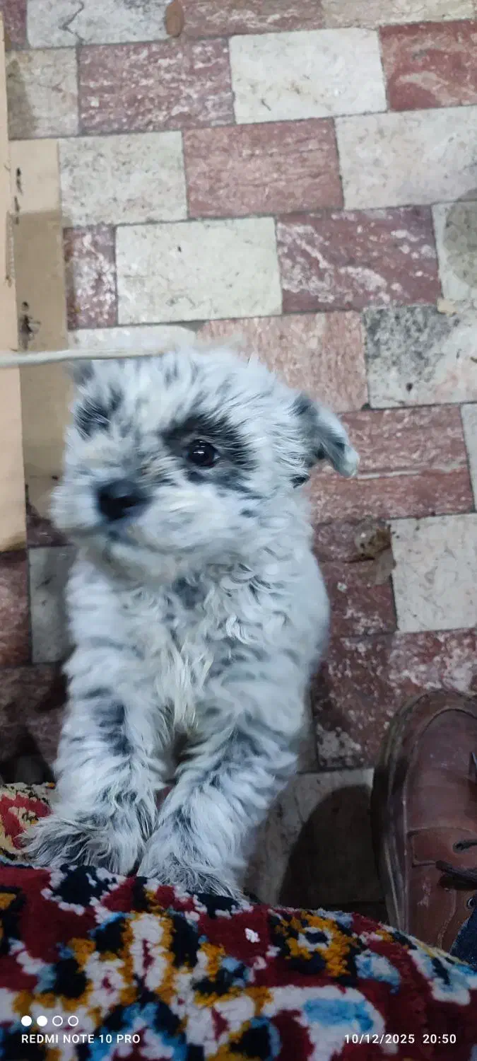 سگ مینیاتوری نر|سگ|سهند, |دیوار