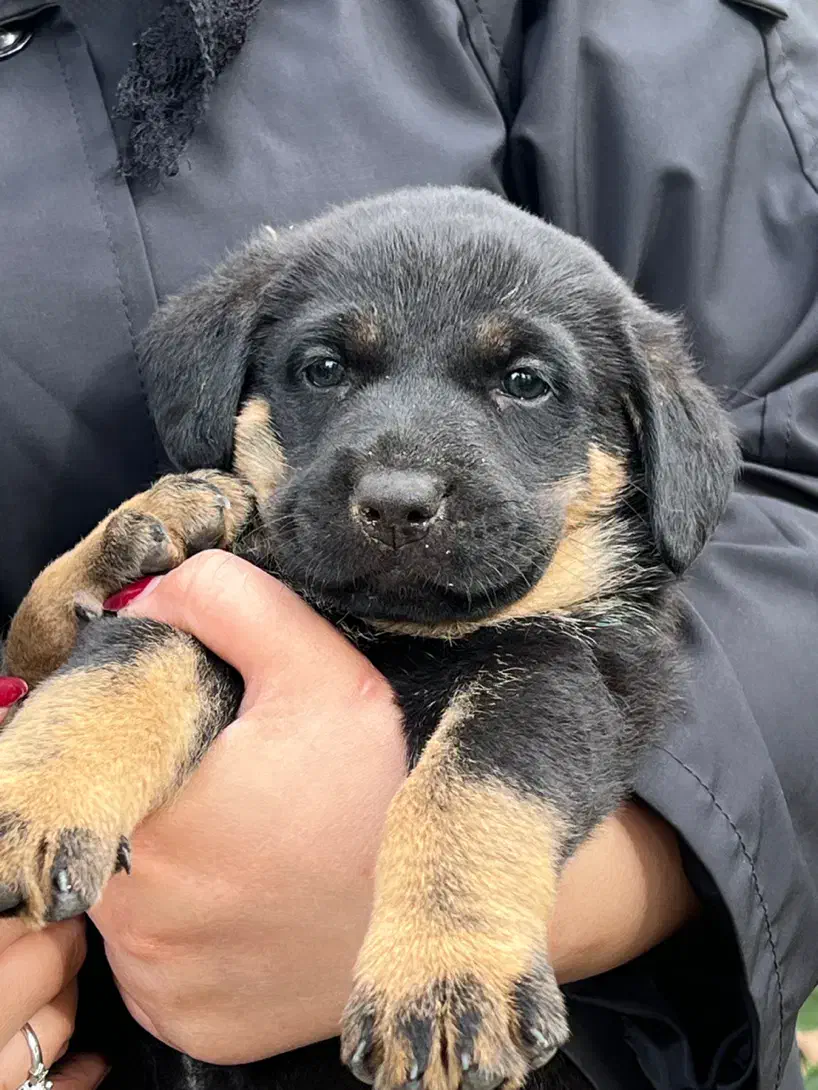 توله ژرمن شپرد|سگ|رحیم‌آباد, |دیوار