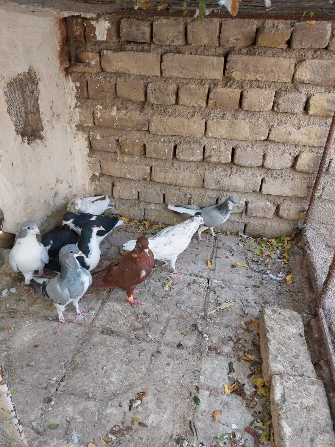 کبوتر رنگی|پرنده|قزوین, |دیوار