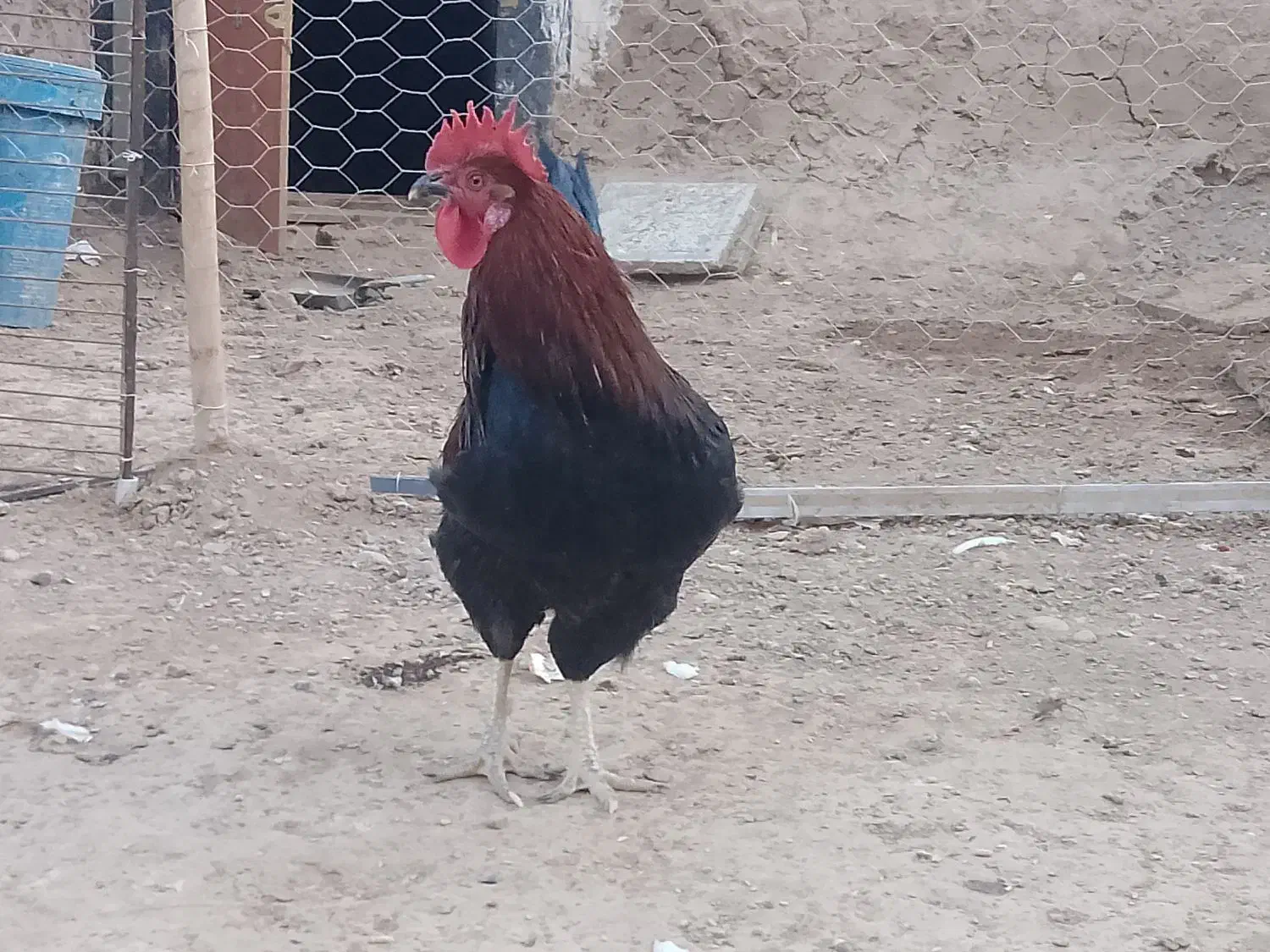 خروس جوان سیاه|پرنده|سلامی, |دیوار