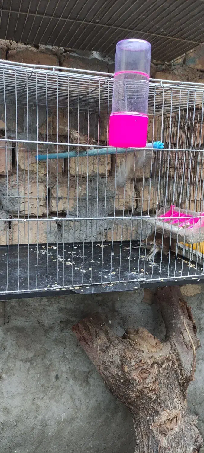 سهره سینه سرخ گلبسر|پرنده|دهاقان, |دیوار