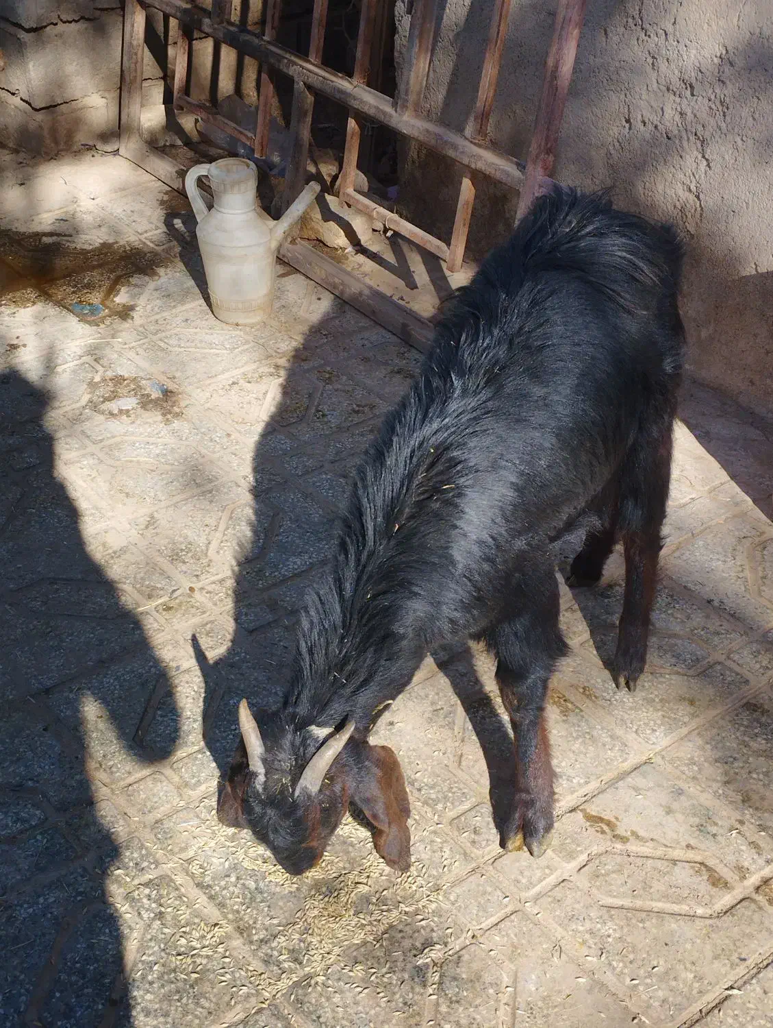 بز یک ساله ابست|حیوانات مزرعه|سلامی, |دیوار