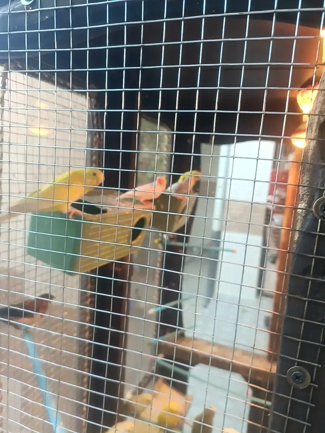 دو جفت مرغ عشق و یه جفت فنج پرستار|پرنده|شهرکرد, |دیوار