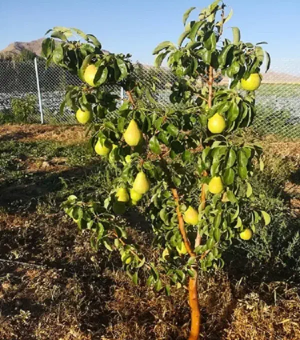 نهال گلابی بیروتی ، درخت گلابی بیروتی ، نهالستان|گل و گیاه طبیعی|مشهد, خواجه ربیع|دیوار