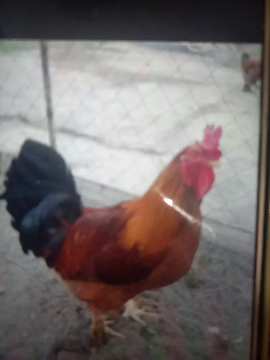 خروس محلی|حیوانات مزرعه|لنگرود, |دیوار