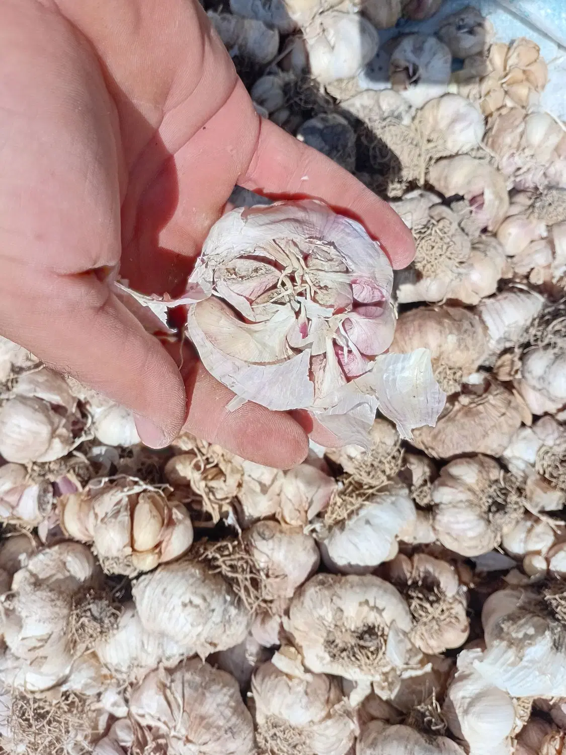 سیر خندان|خوردنی و آشامیدنی|پارس‌آباد, |دیوار