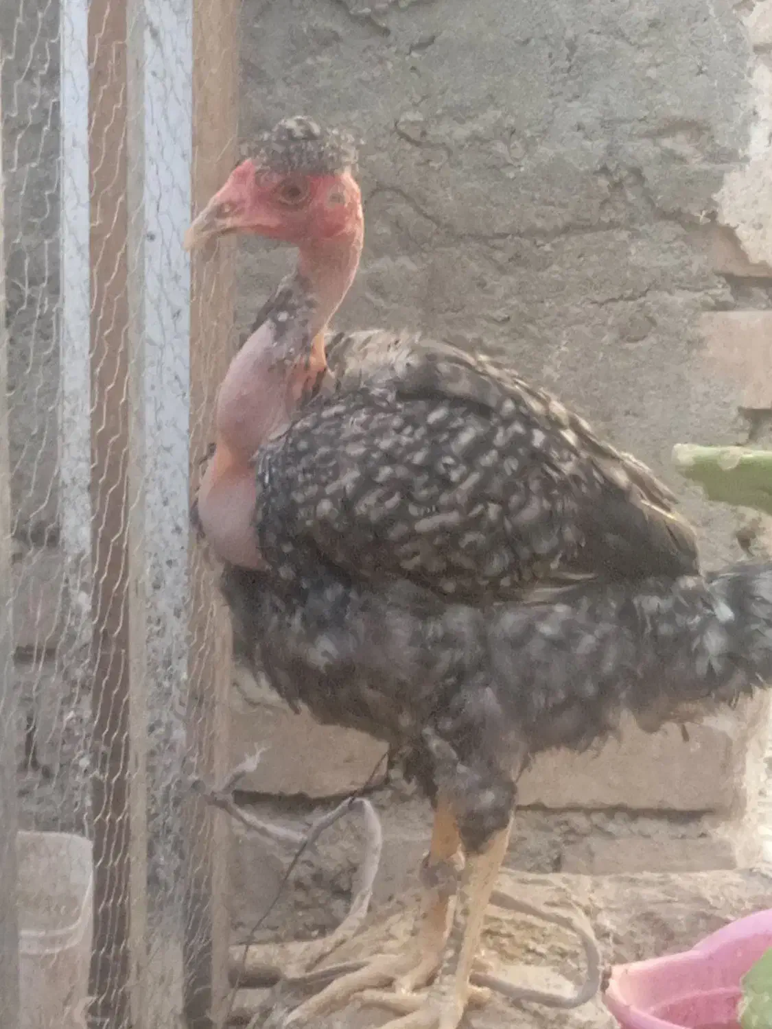 مرغ نوچه|حیوانات مزرعه|باقرشهر, |دیوار