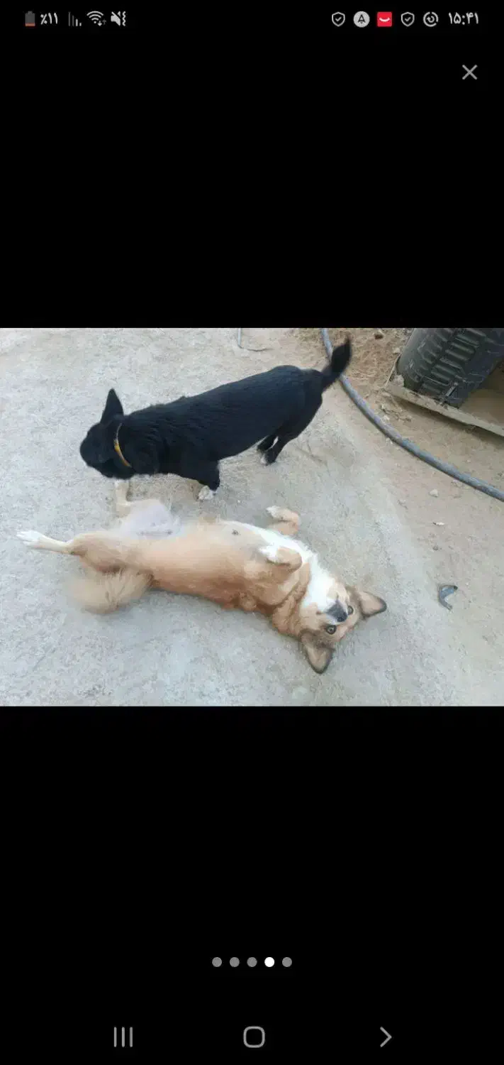 نرماده پامر|سگ|چابهار, |دیوار