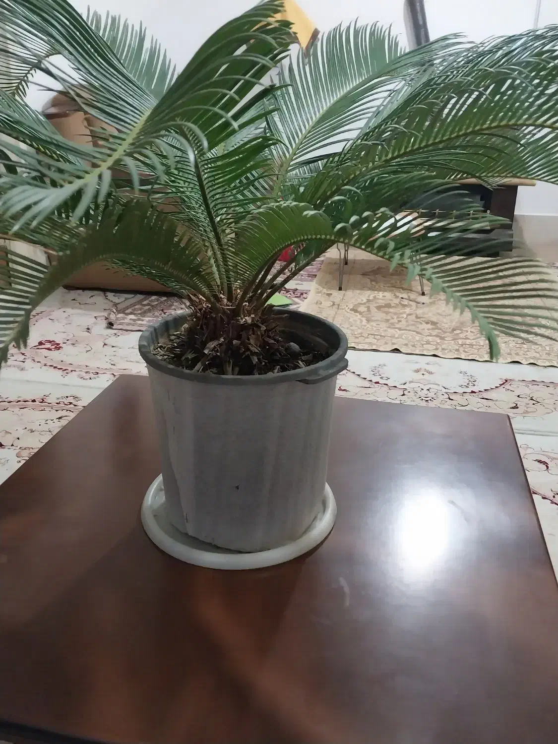 گل سیکاس|گل و گیاه طبیعی|شیروان (خراسان), |دیوار