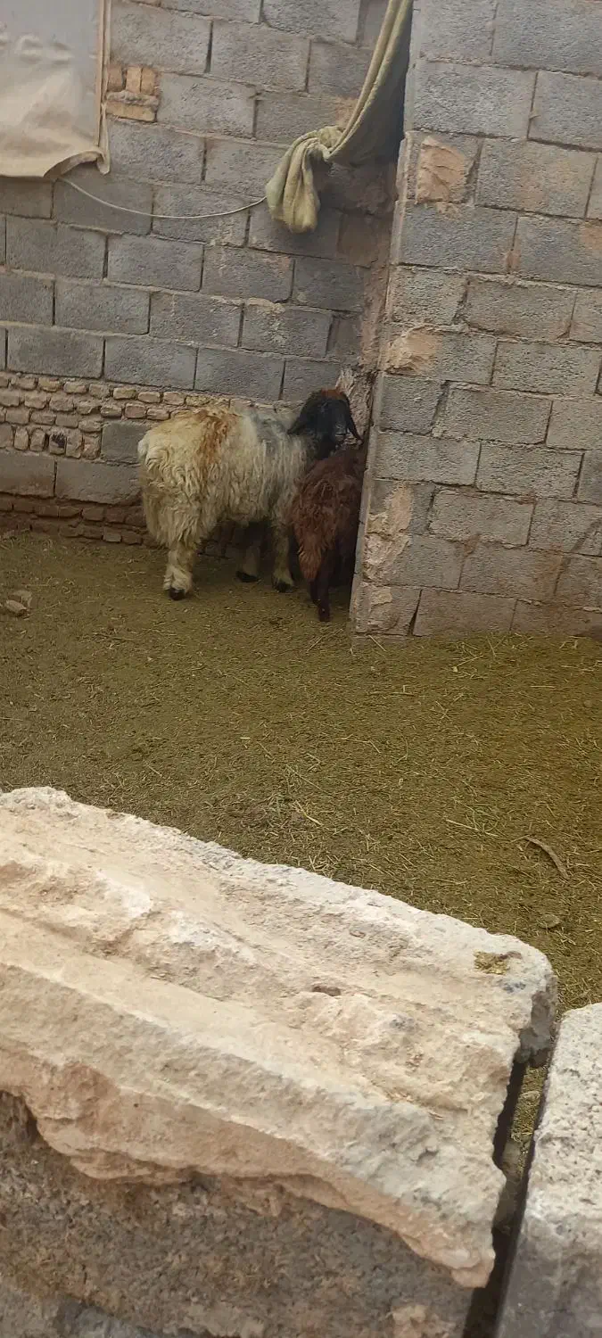 بره قوچ|حیوانات مزرعه|شهرکرد, |دیوار