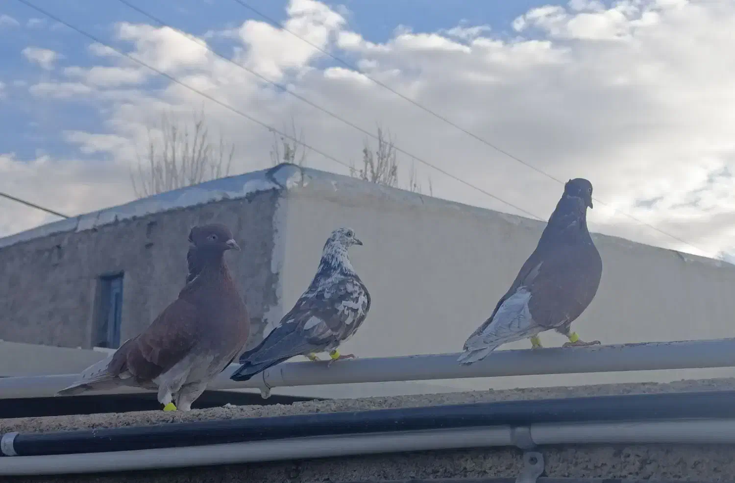 کفتر قرمز بز قویروخ و سوسکی|پرنده|سلطانیه, |دیوار