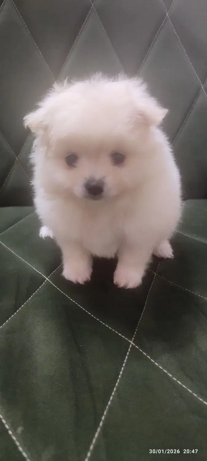 پامر ماده 15 تومن|سگ|قم, شهر قائم|دیوار