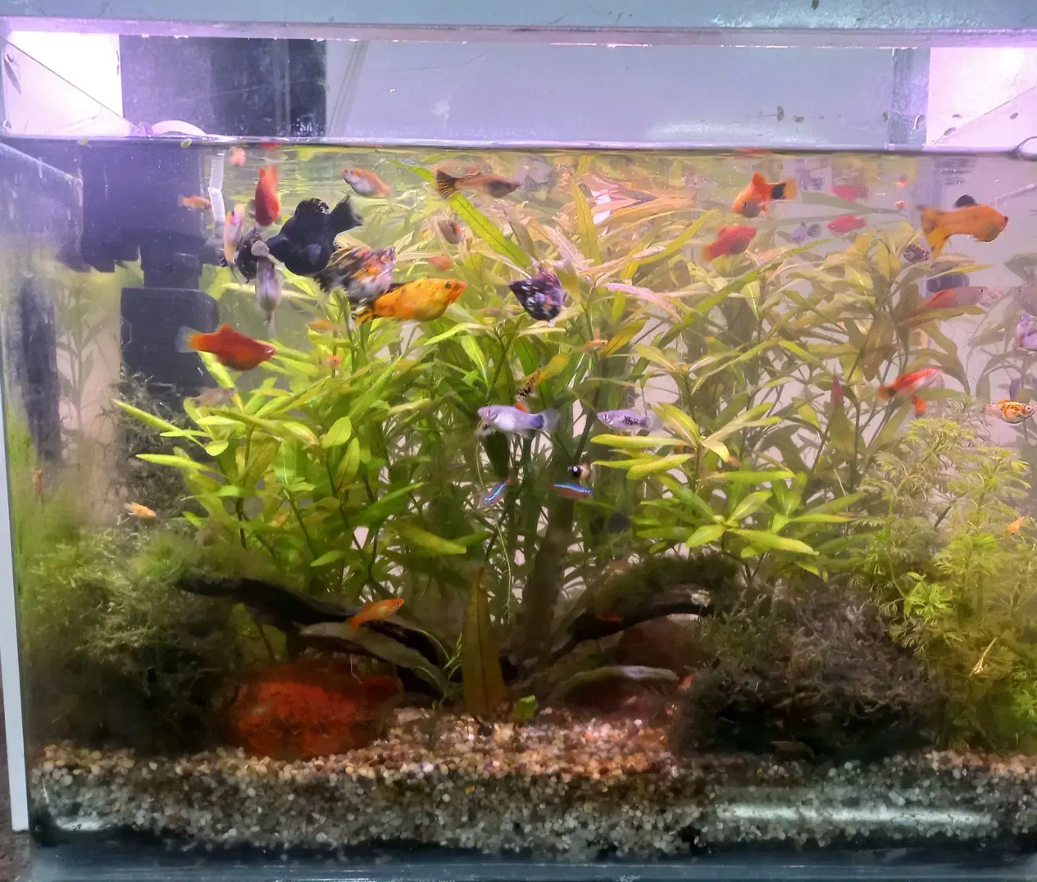 آکواریوم پلنت|ماهی|بهبهان, |دیوار