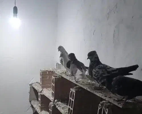 فروش کبوتر|پرنده|فاضل آباد, |دیوار