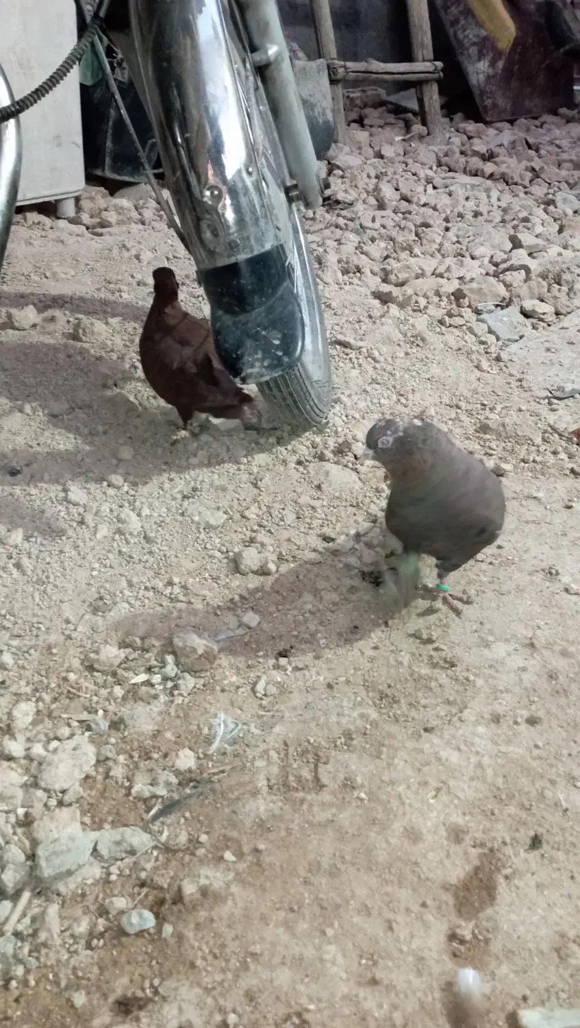 کفتر تافته‌ای سرخ دم سفید|پرنده|شیراز, جوادیه|دیوار
