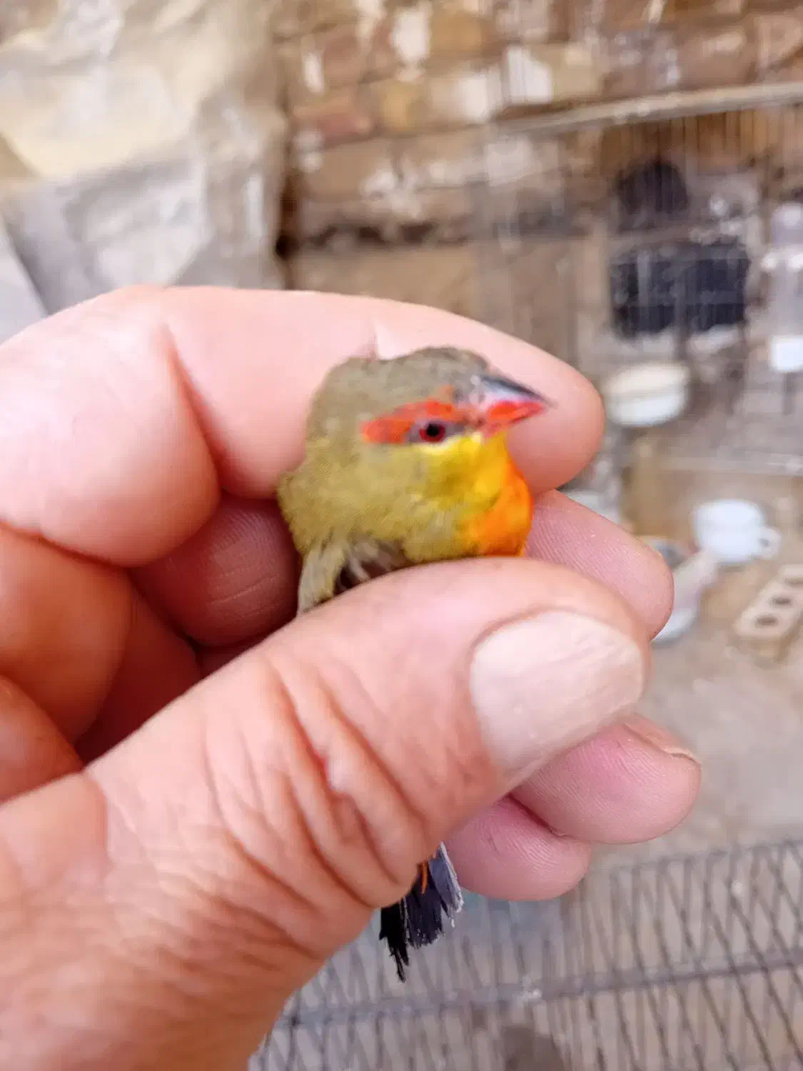 فنچ سینه طلایی|پرنده|ساوه, |دیوار