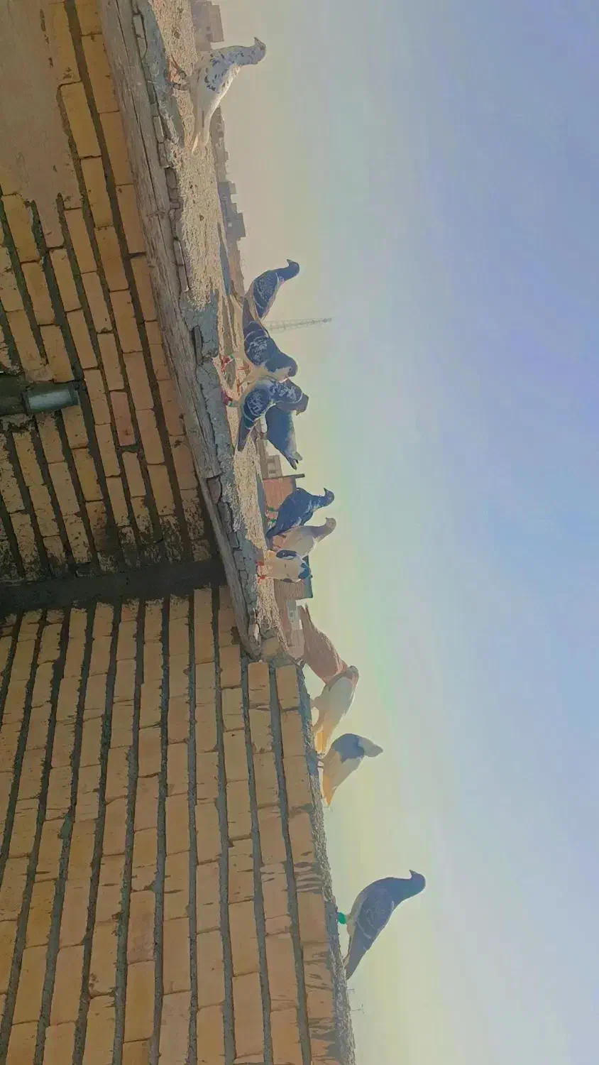 کبوتر|پرنده|سیدآباد, |دیوار