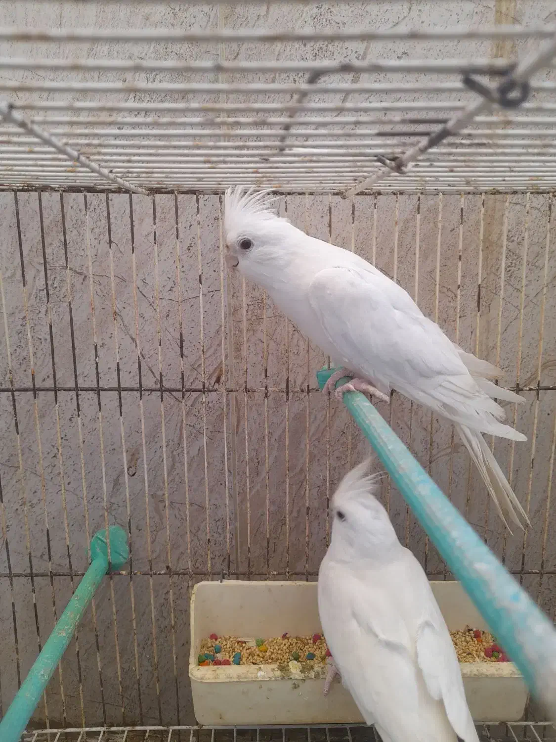 عروس هلندی|پرنده|چابهار, |دیوار