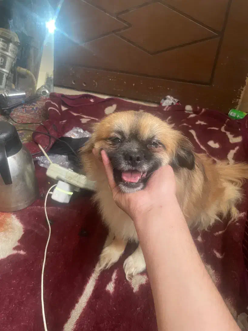 واگذاری نژاد اصیل اسپانیل تبتی/بدون کوچکترین صدا|سگ|یزد, |دیوار