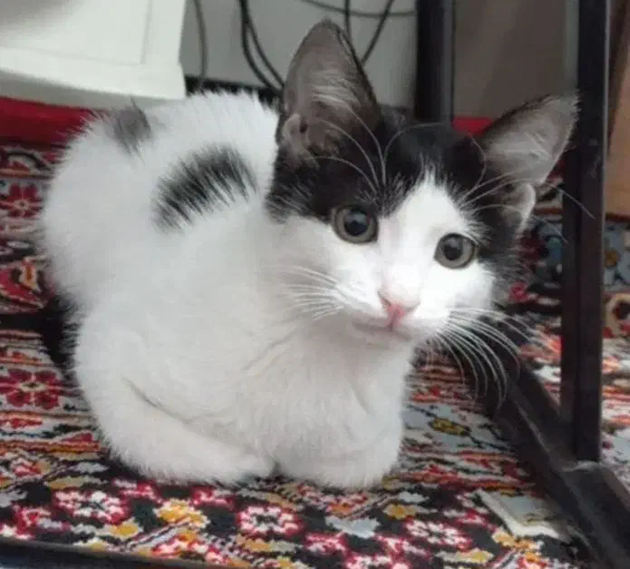 واگذاری گربه|گربه|کرمانشاه, |دیوار