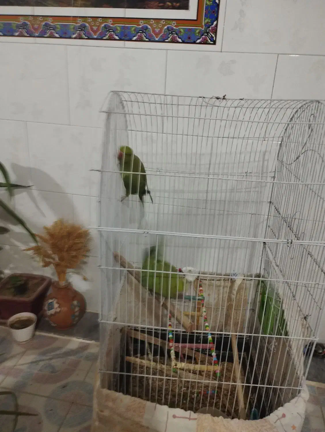 مرغ زینتی.عروش هلندی . کوتوله|پرنده|مرودشت, ثبت احوال|دیوار