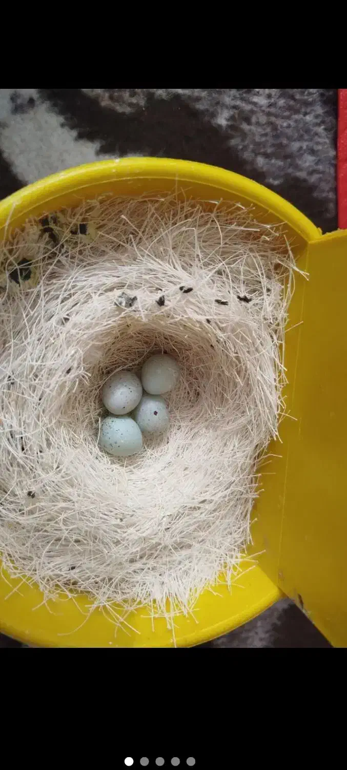 وسایل تزیینی|مجسمه، تندیس، ماکت|میاندوآب, |دیوار