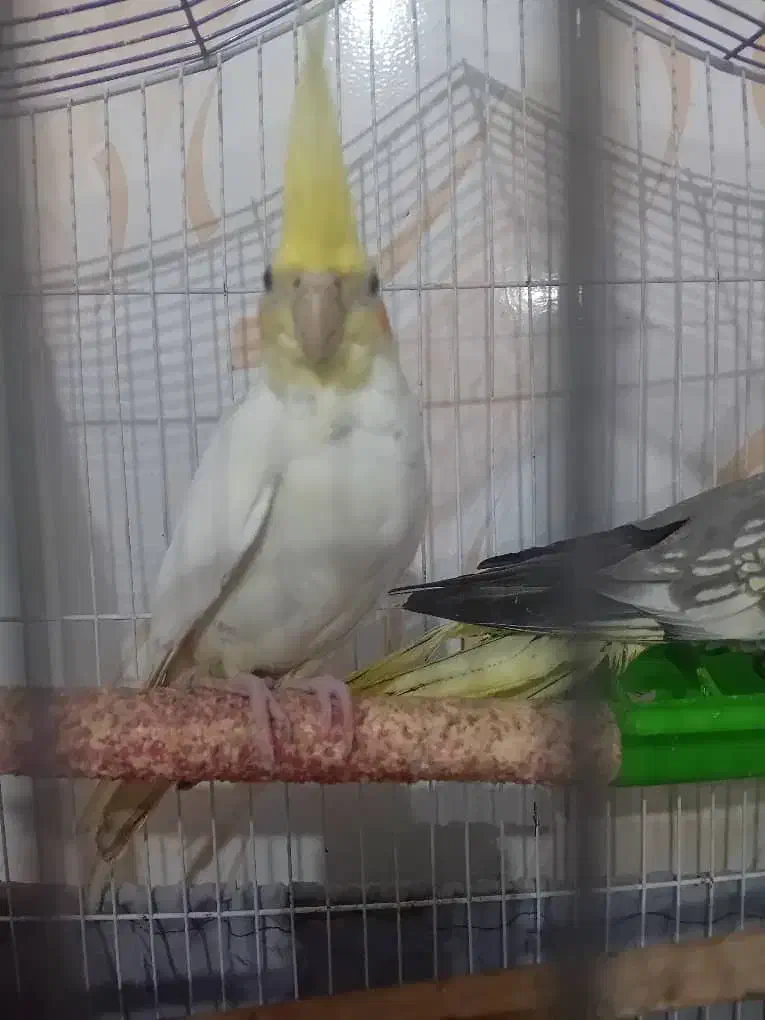 فروش دو عدد عروس هلندی|پرنده|چمستان, |دیوار